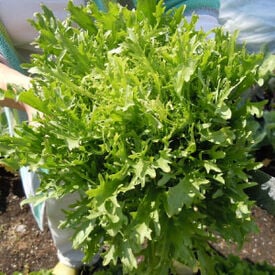 Salad King Endive, Chicory