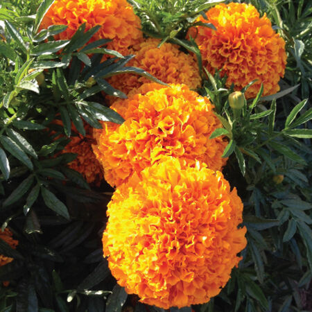 Crackerjack, Marigold Seeds - Packet image number null