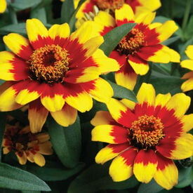 Red & Yellow Bicolor Profusion, Zinnia Seeds