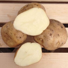 Irish Cobbler, Seed Potatoes