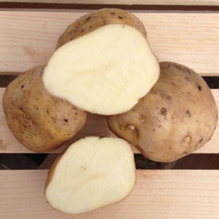 Irish Cobbler, Seed Potatoes image number null