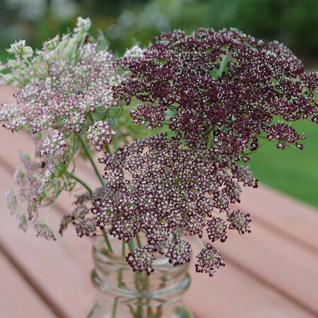 Queen Anne's Lace Seeds - Chocolate Lace Flower - Packet, White/Purple, Flower Seeds, Eden Brothers
