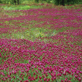 Medium Red Clover, Legumes