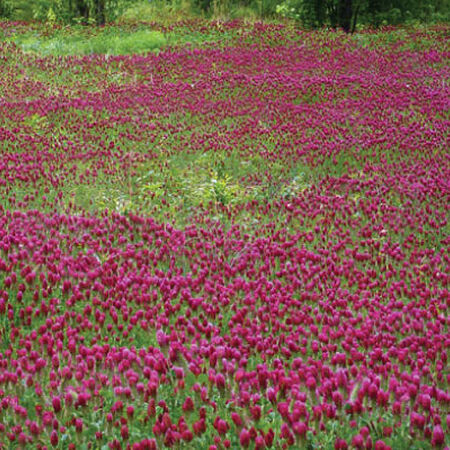 Medium Red Clover, Legumes - 1 Pound image number null
