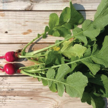 Early Scarlet Globe, Radish Seeds - Packet image number null