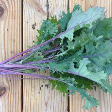 Red Russian, Kale Seed Seed | Farmer