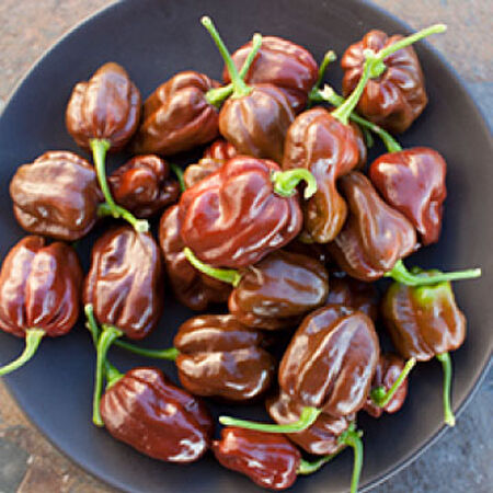 Chocolate Scotch Bonnet, Pepper Seeds - Packet image number null