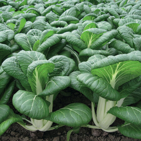 Bopak, Greens - 100 Seeds image number null