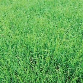 Annual Ryegrass, Grasses