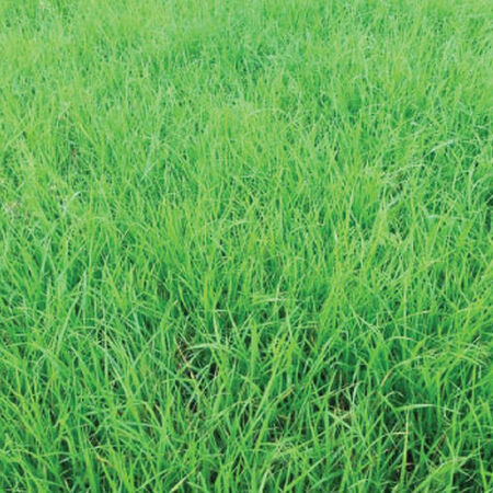 Annual Ryegrass, Grasses - 1 Pound image number null