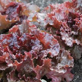 Red Sails, Lettuce Seeds