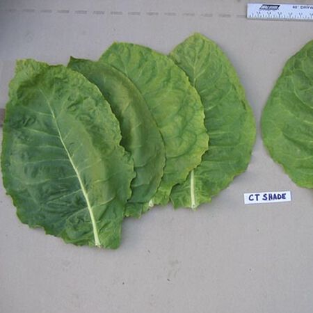 tobacco ct Connecticut Shade, Tobacco Seed