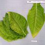 L'Assomption, Tobacco Seed - Packet thumbnail number null