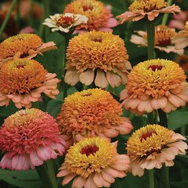 Zinderella Peach, Zinnia Seeds