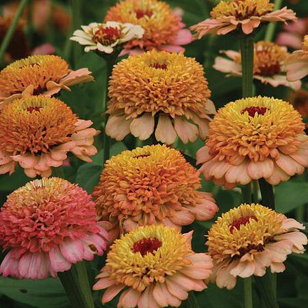 Zinderella Peach, Zinnia Seeds - 50 Seeds image number null