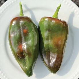 Ancho, Pepper Seeds