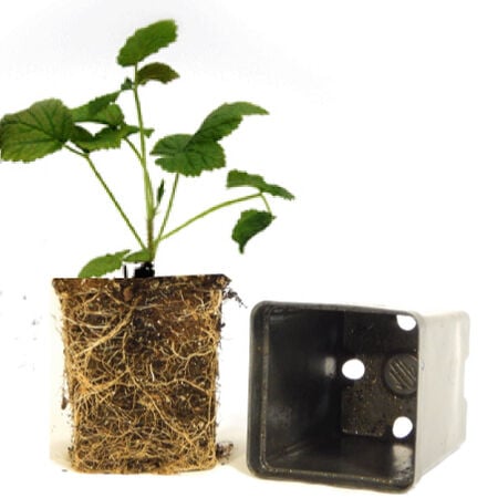 Collection Mix, Raspberry Plants - 3 Plant Mix image number null