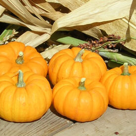 Jack Be Little, Pumpkin Seeds