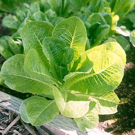 Little Caesar, Lettuce Seeds - Packet image number null