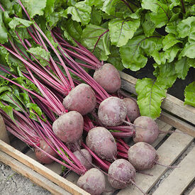 Lutz Green Leaf Red Stem, Beet Seeds