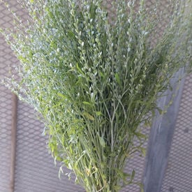 Persian, Organic Ornamental Cress Seed