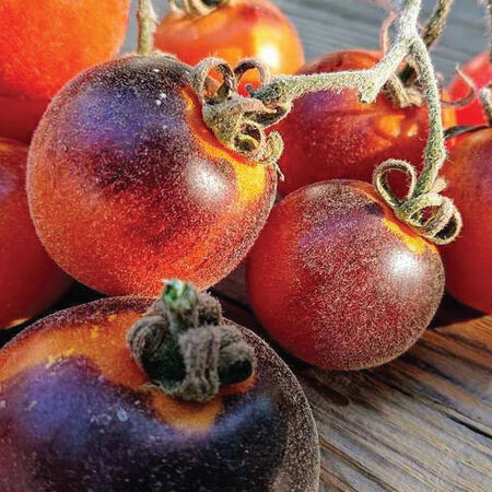 Wooly Kate, Tomato Seeds - 5,000 Seeds image number null