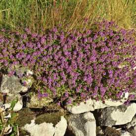 Wild, Thyme Seeds