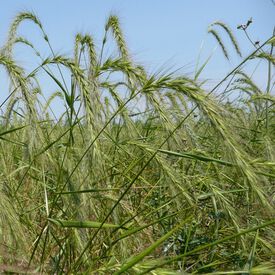 Mandan Wildrye Grass, Grains