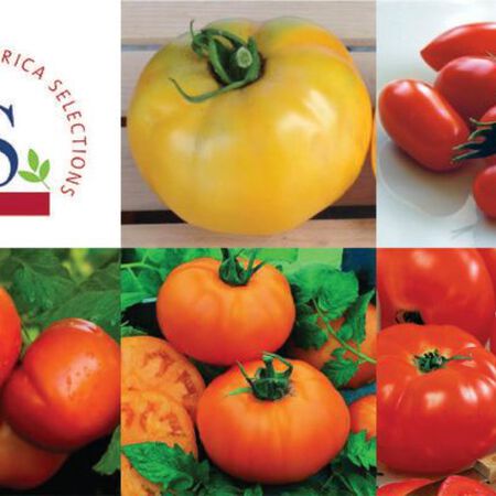 All American Selection Collection, Tomato Seeds - Seed Collection image number null