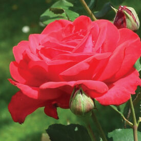 Red Bush, Rose Seeds