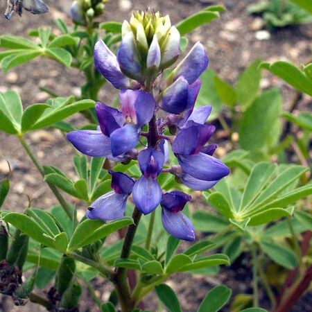 Pixie Delight, Lupine Seeds - Packet image number null