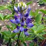 Pixie Delight, Lupine Seeds - Packet thumbnail number null