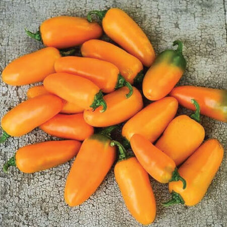 Pumpkin Spice, Pepper Seeds - Packet image number null