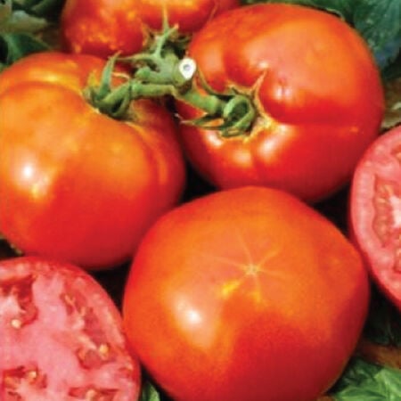 Homestead, Tomato Seeds image number null
