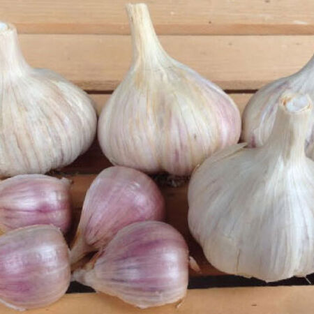 Romanian Red, Garlic Bulbs image number null