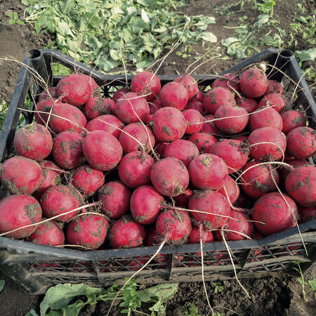 Rivoli, Radish Seeds - Packet image number null