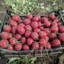 Rivoli, Radish Seeds - Packet thumbnail number null