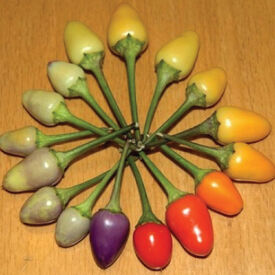 Bolivian Rainbow, Pepper Seeds