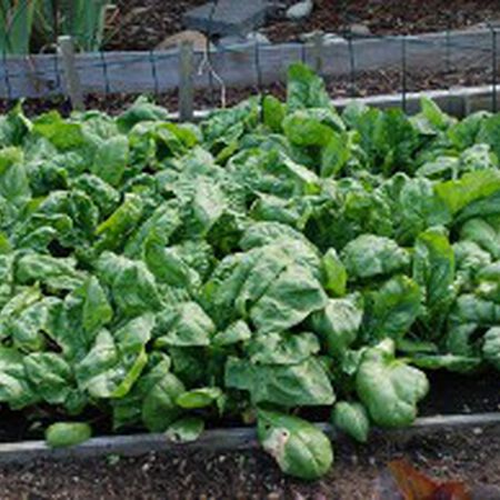 Olympia, Spinach Seeds - Packet image number null