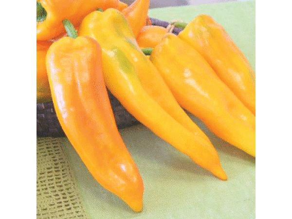 Corno Di Toro Giallo, Pepper Seeds - Packet image number null