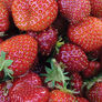 Eversweet, Strawberry Plants thumbnail number null
