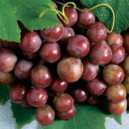 Catawba, Grape Plant - 1 Grape Plant image number null