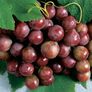 Catawba, Grape Plant - 1 Grape Plant thumbnail number null