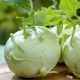 Quickstar, (F1) Kohlrabi Seeds