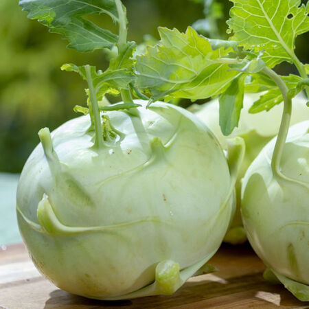Quickstar, (F1) Kohlrabi Seeds | Urban Farmer