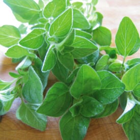 Italian, Oregano Seeds