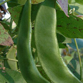 King of the Garden, Bean Seeds