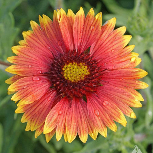 Indian blanket flower seeds deals