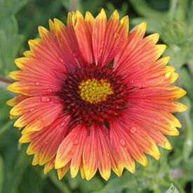 Indian Blanket Seeds, Gaillardia