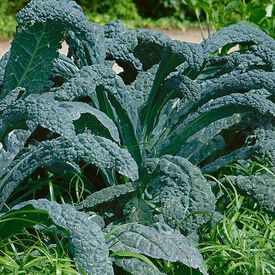 Lacinato, Organic Kale Seed